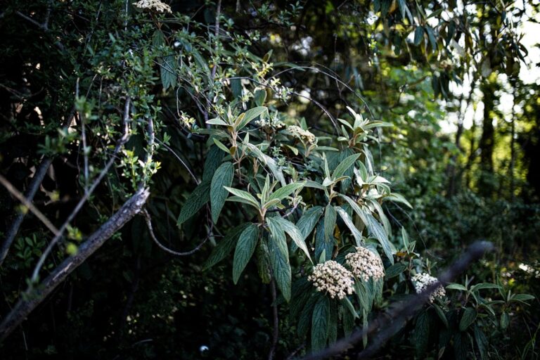 Photo wild plants