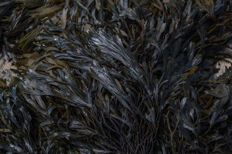 Photo seaweed