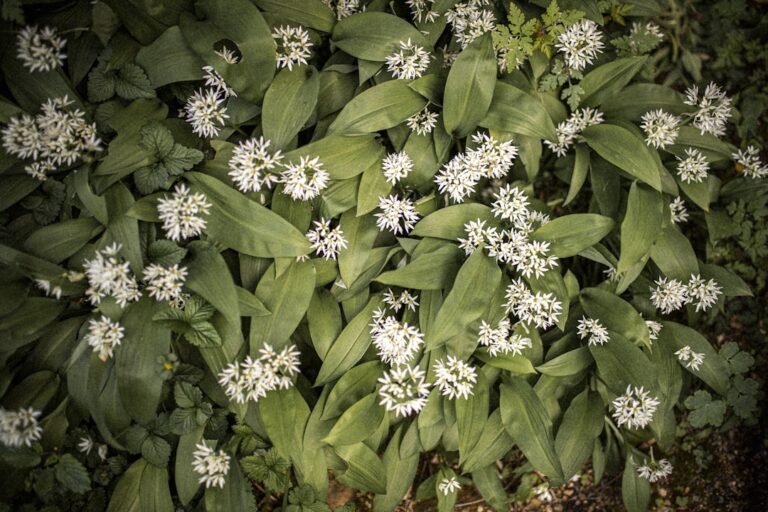 Photo wild herbs