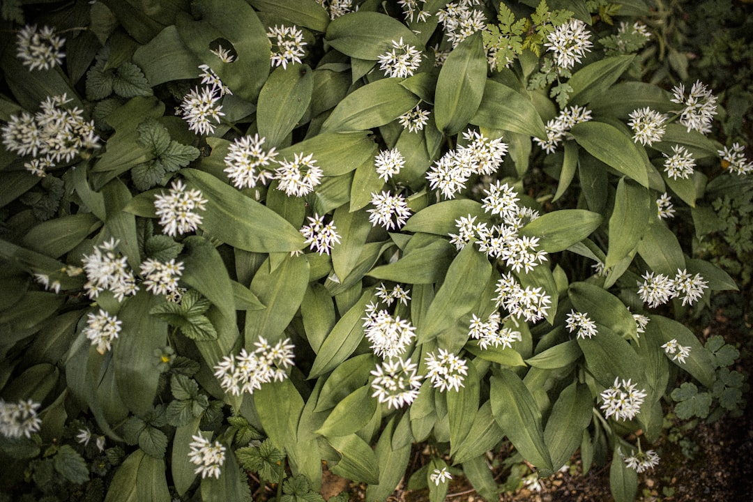 Photo wild herbs