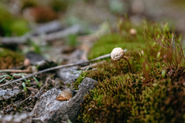 Cordyceps vs. Lion’s Mane: porównanie wpływu na energię i koncentrację