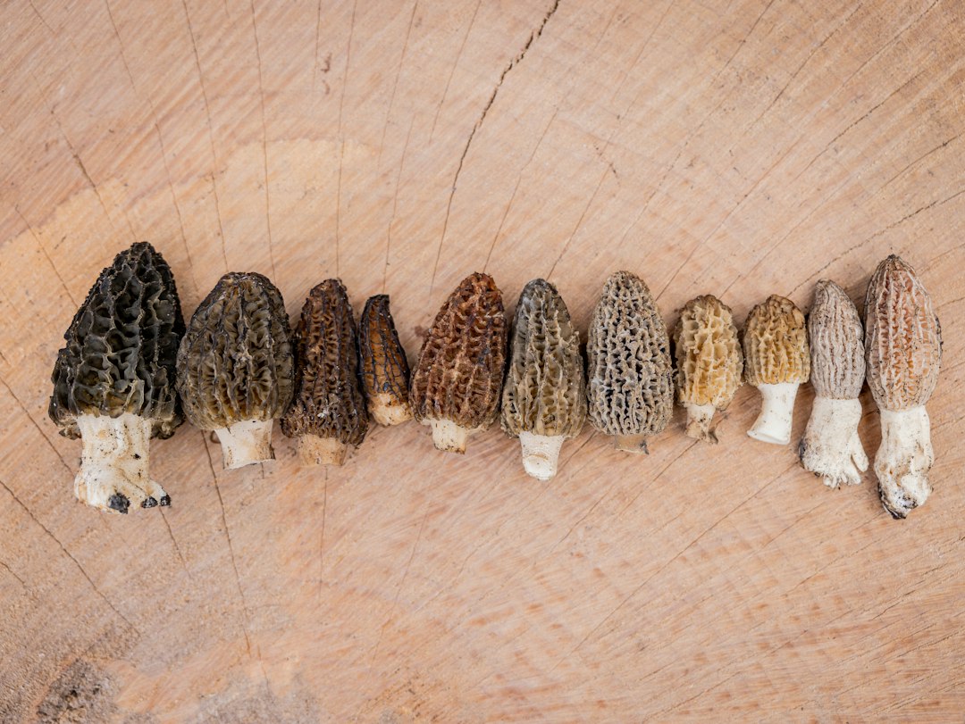 Photo wild mushroom dishes